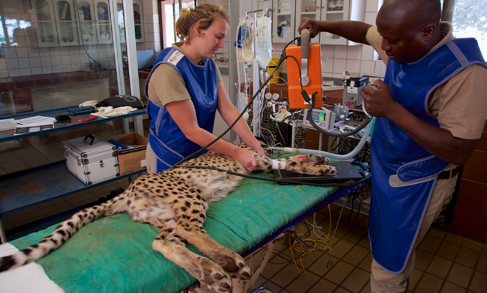 Cheetah Conservation Fund-600 Cheetah Conservation Fund