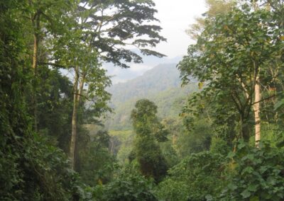 Bwindi impenetrable
