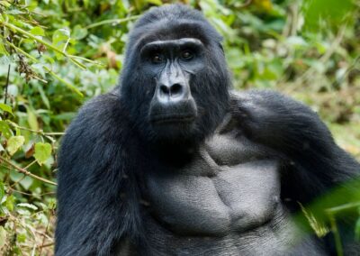 Bwindi impenetrable