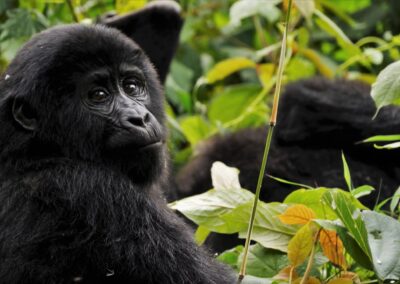 Bwindi impenetrable