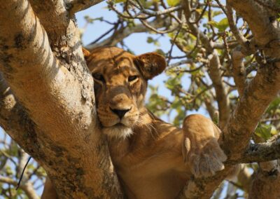 Queen Elizabeth national park