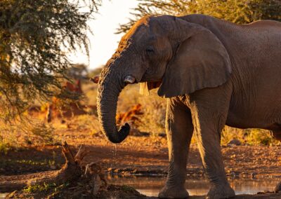 Afrikaanse olifant drinkt uit een waterplas in Erindi Private Game Reserve, Namibië.