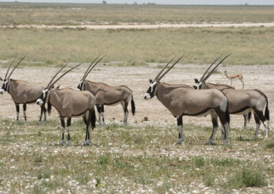 Oryxen of gemsbokken in de savanne tijdens een groepsreis door Namibië.