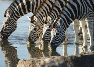 Zebra's drinken aan een waterplaats in een natuurreservaat tijdens een rondreis door Namibië.