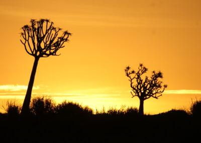 Kokerboom in silhouet tegen een gouden zonsondergang nabij Fish River Canyon in Namibië.